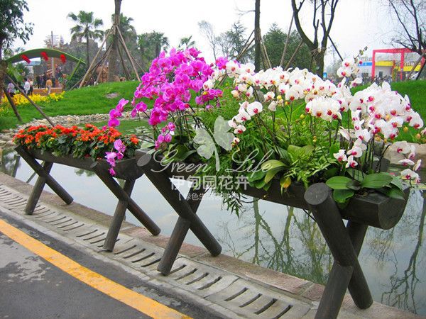 花卉綠植物租賃組景